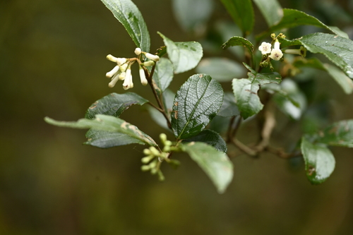 Viburnum taitoense, photograph 6