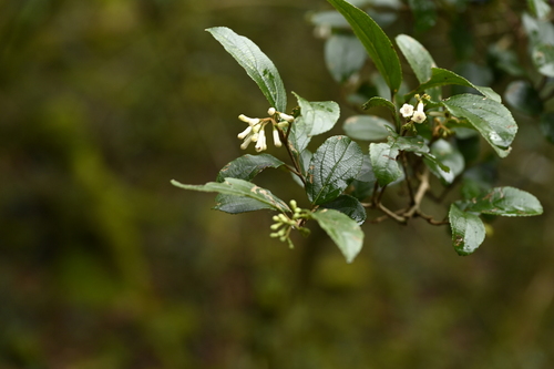 Viburnum taitoense, photograph 5