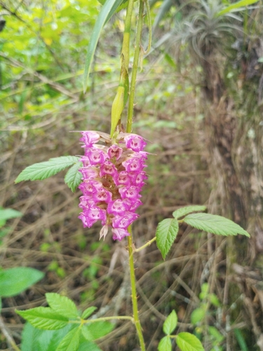 Elleanthus confusus Garay