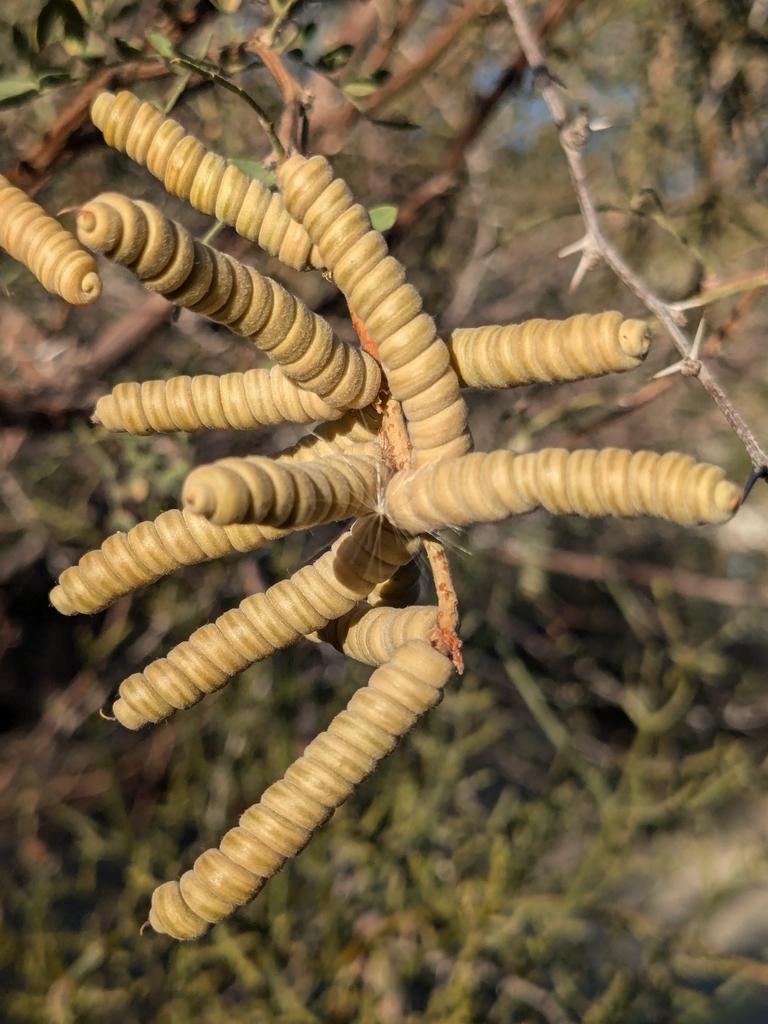 Prosopis pubescens Benth.