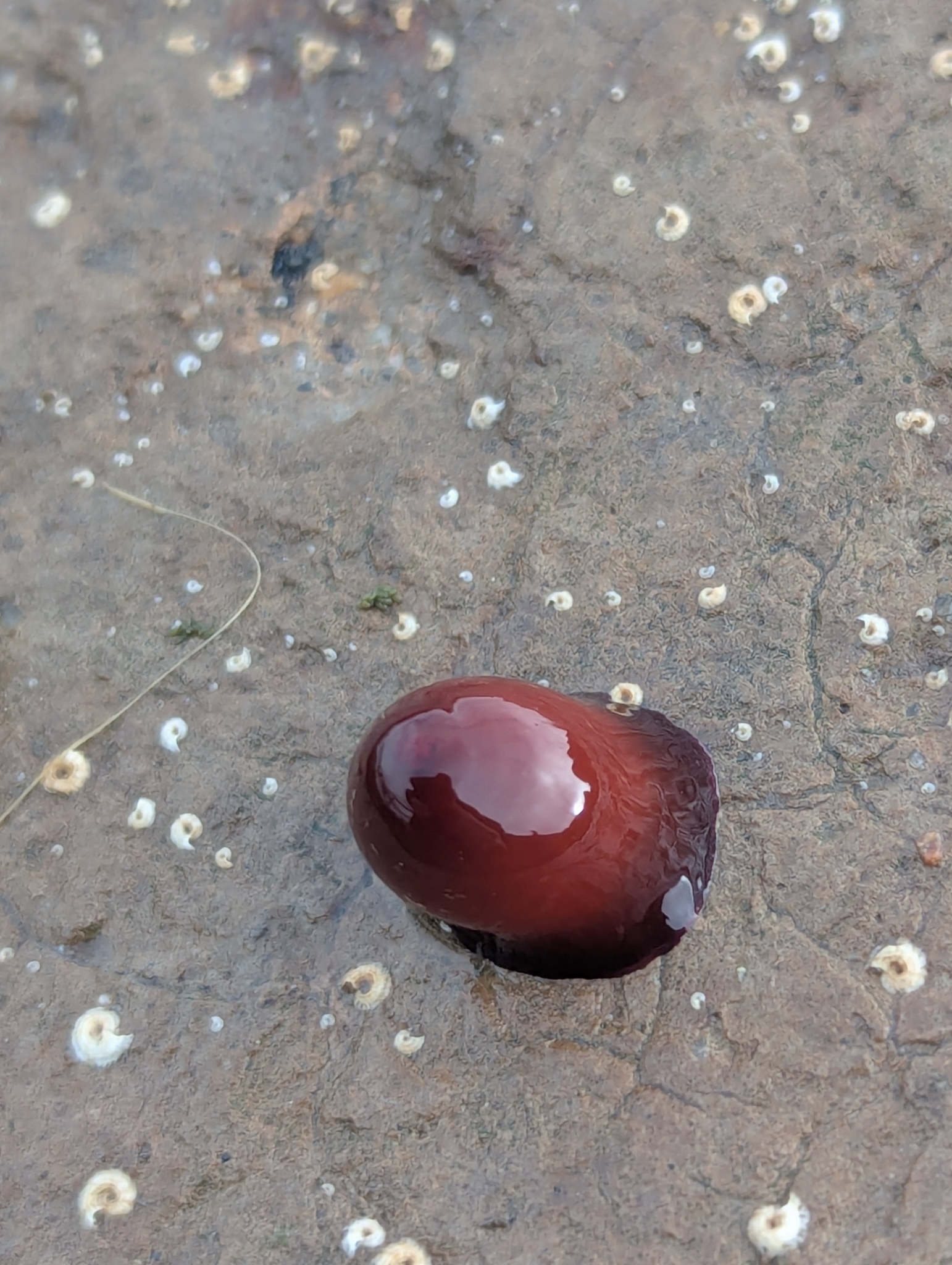 Imagem de Morango-do-mar