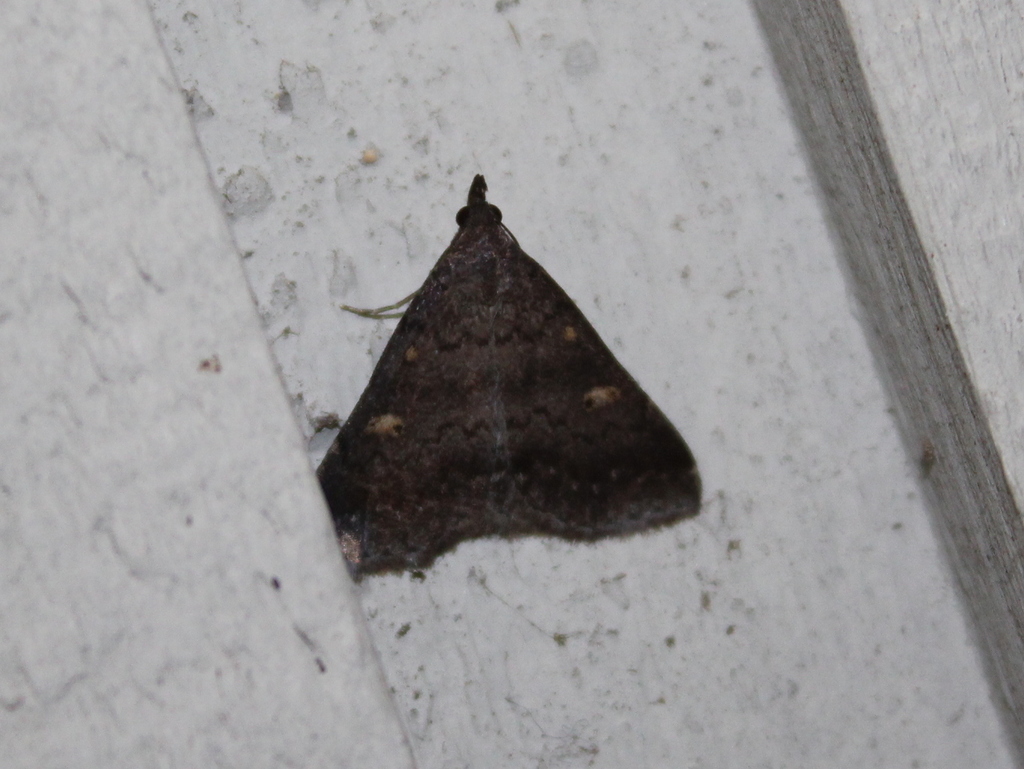 Sober Renia Moth