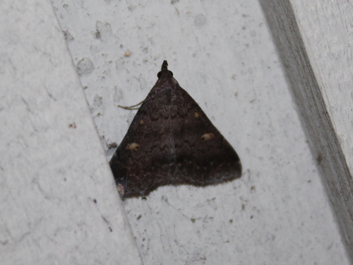 Sober Renia Moth