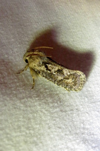 Acrolophus arizonellus