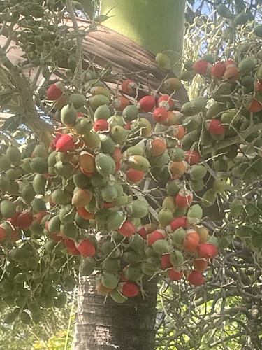 Foto de Palmeira
