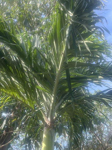 Foto de Palmeira
