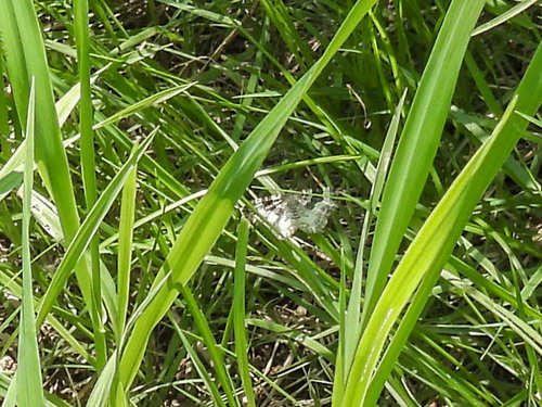 Common Carpet Moth photo 6