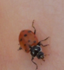 Hippodamia convergens