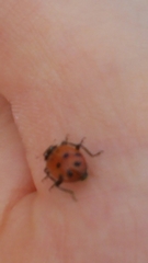 Hippodamia convergens