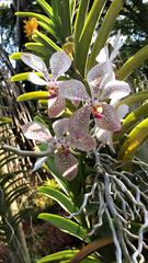 Vanda