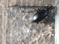 Calosoma protractum