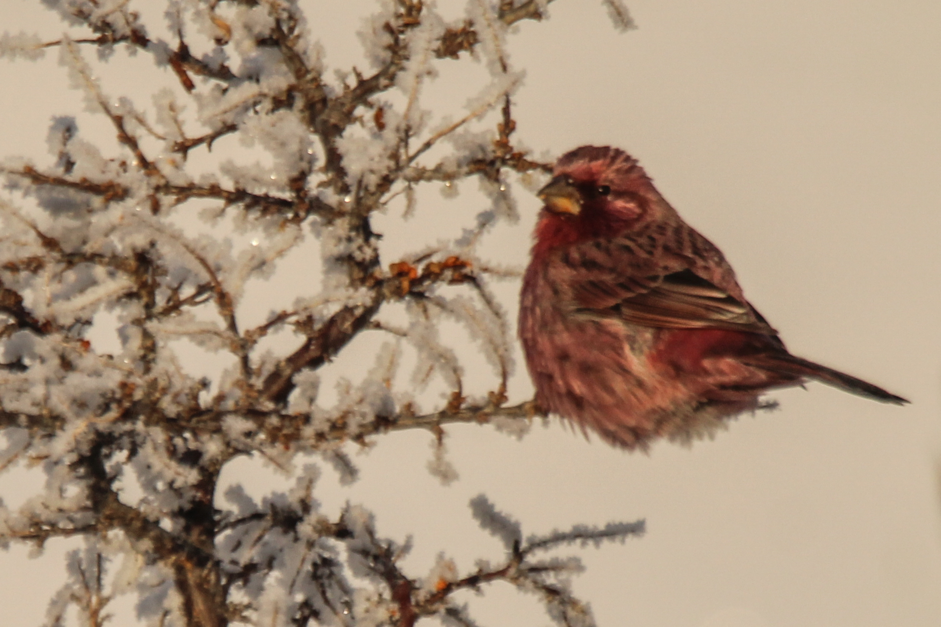 Red-mantled Rosefinch (Carpodacus rhodochlamys), photo 4