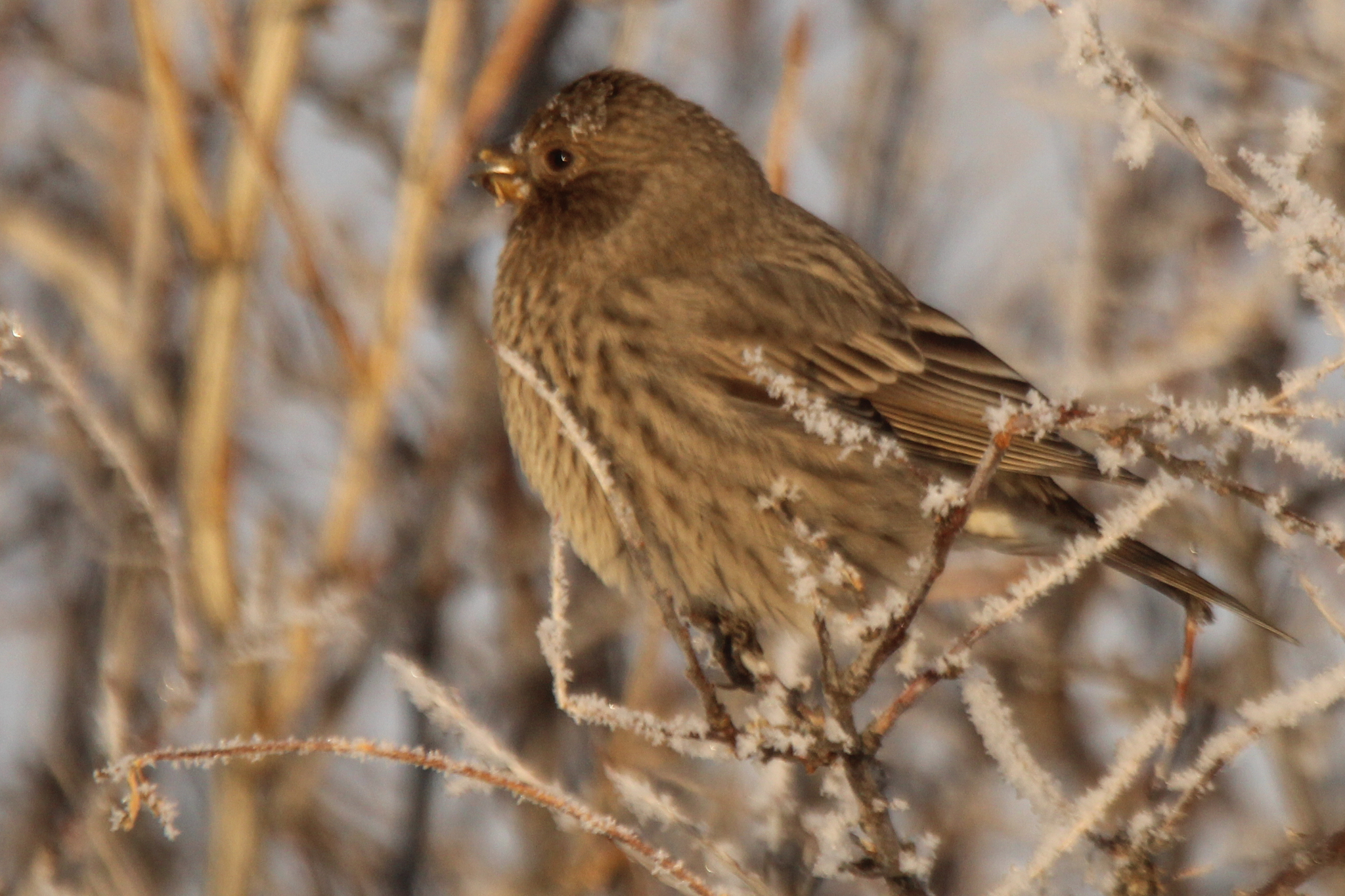 Great Rosefinch (Carpodacus rubicilla), photo 4