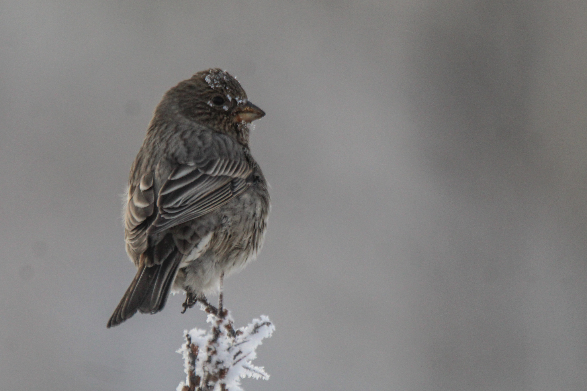 Great Rosefinch (Carpodacus rubicilla), photo 3
