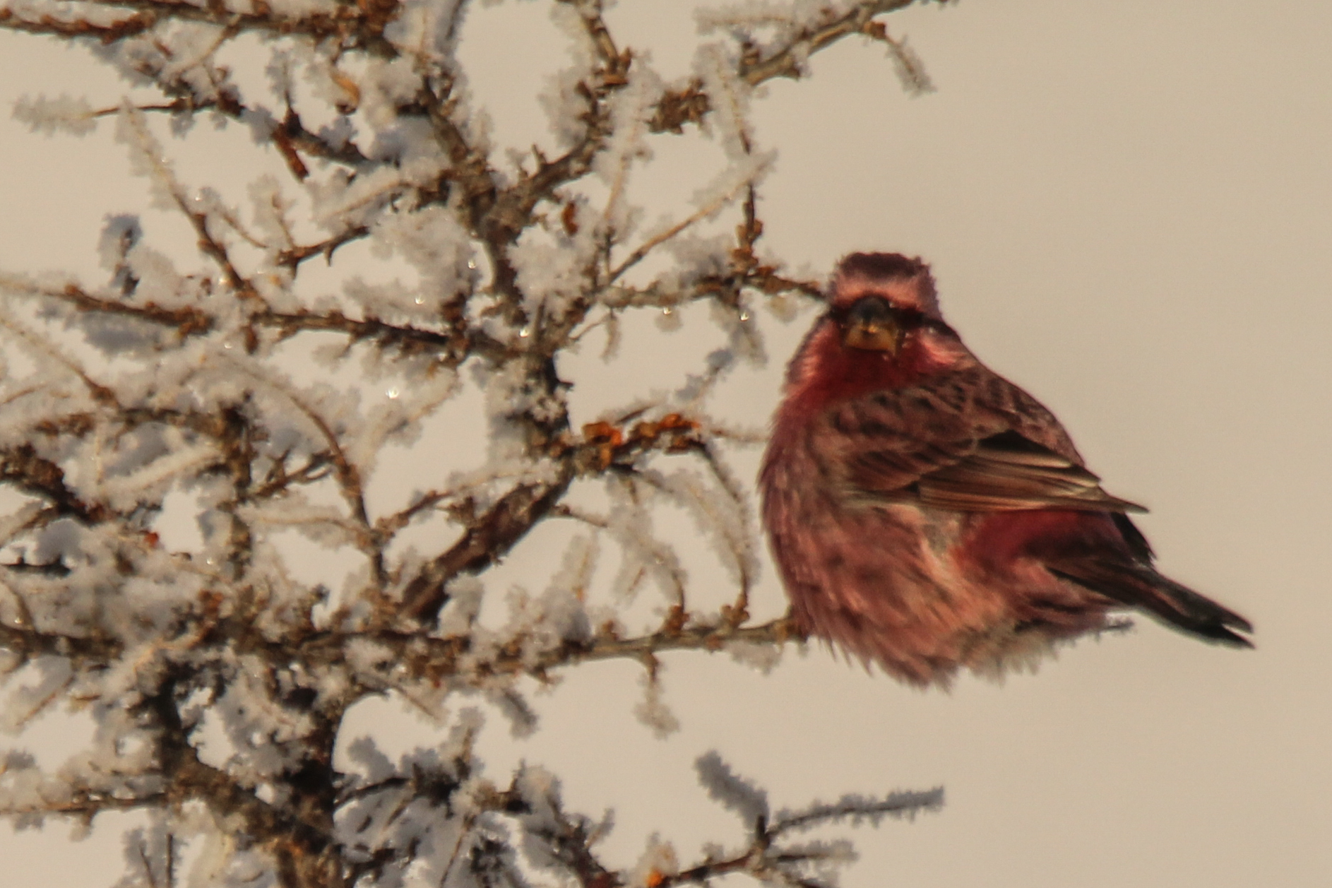 Red-mantled Rosefinch (Carpodacus rhodochlamys), photo 5