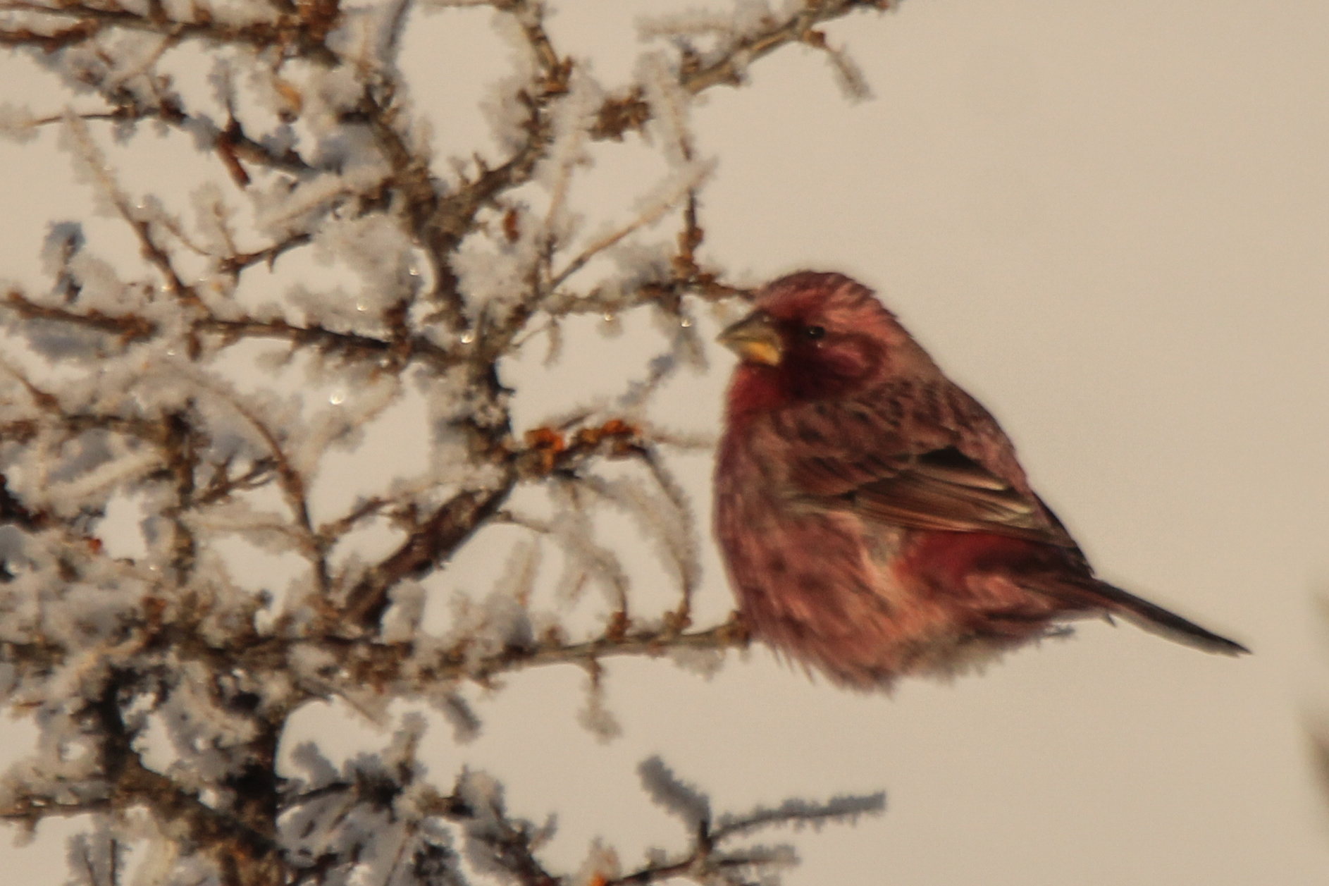 Red-mantled Rosefinch (Carpodacus rhodochlamys), photo 6