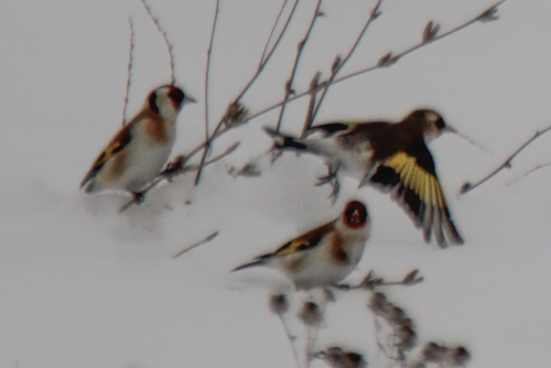 Grey-crowned Goldfinch (Carduelis caniceps), photo 8