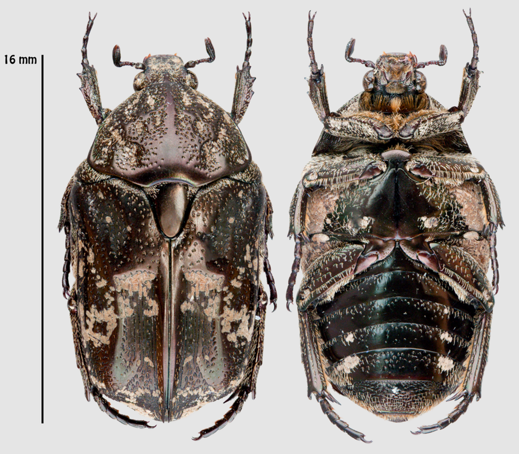 Mango Flower-beetle