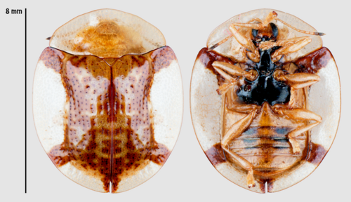 Aspidomorpha quinquefasciata