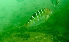 Halichoeres notospilus