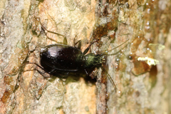 Platynina