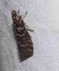 Sciota subcaesiella