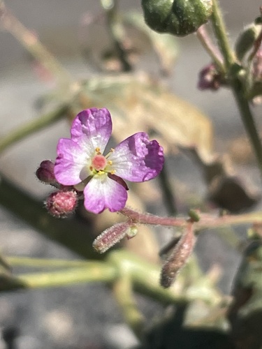 Chylismia heterochroma (Chylismia heterochroma)