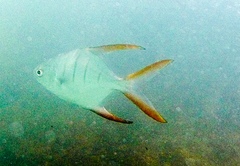 Trachinotus rhodopus