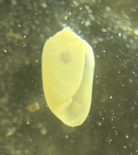 Acteocina candei, 2024-11-24
