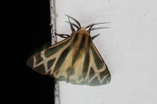 Charlotte's Tiger Moth photo 3