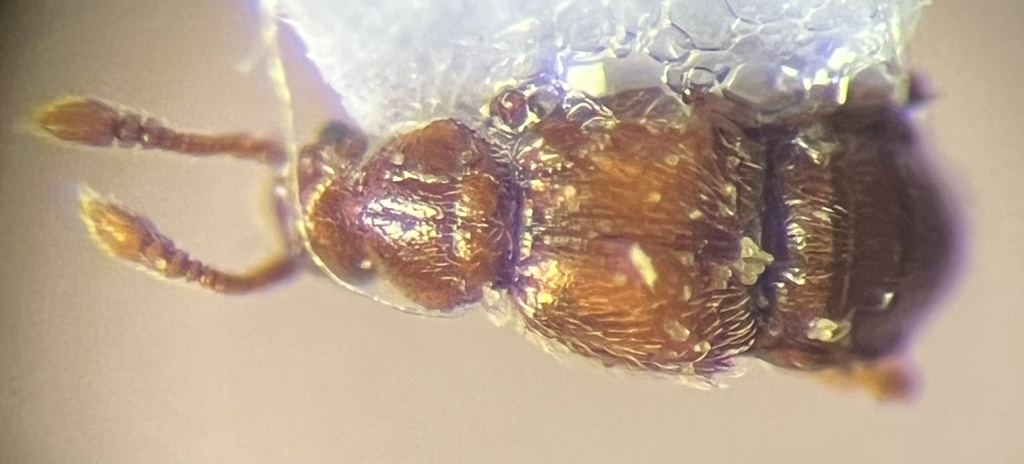 Conoplectus