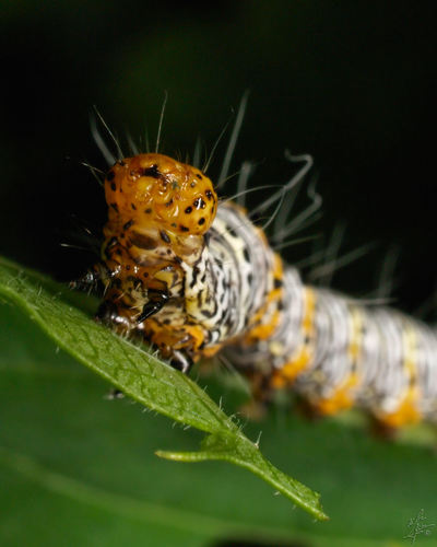Eight-spotted Forester Moth
