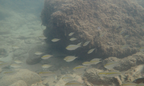 Black slipmouth (Karalla daura) — Leiognathidae