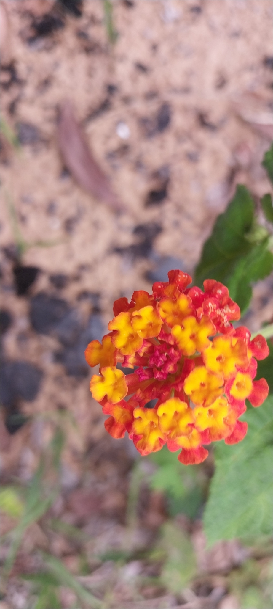 Lantana camara