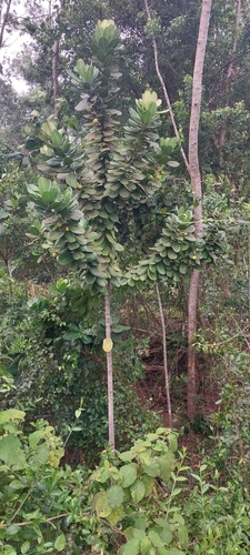 Abricó-de-praia