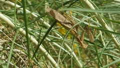 Mantis religiosa
