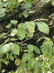 Ulmus americana