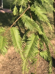 Metasequoia
