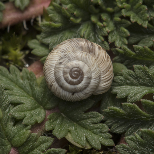 Xerocrassa penchinati