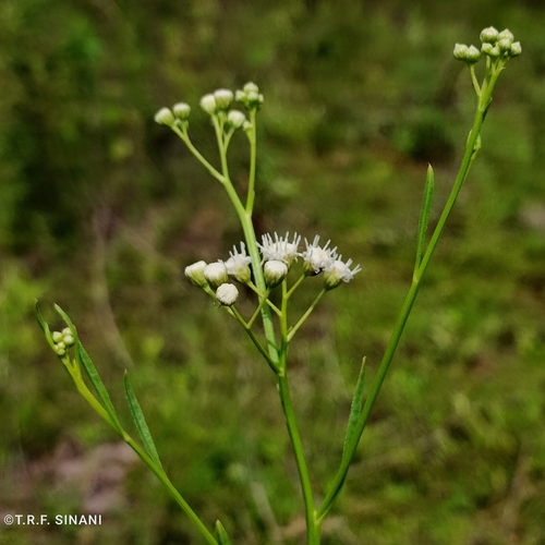 Image of Baccharis glutinosa by (c) Thomaz Ricardo Favreto Sinani, some rights reserved (CC BY)