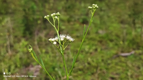 Image of Baccharis glutinosa by (c) Thomaz Ricardo Favreto Sinani, some rights reserved (CC BY)