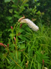 Sanguisorba tenuifolia