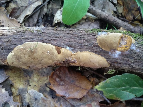 Representative image of Phellinus rhamni