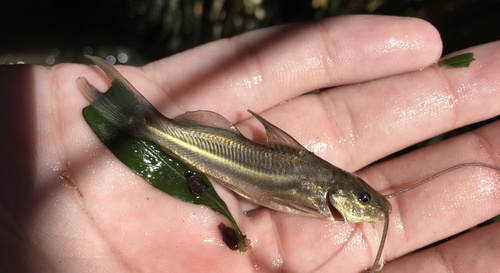 Witte mandi (Pimelodus albicans) — Pimelodidae — 3