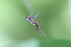 Micrathena funebris