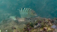 Halichoeres notospilus