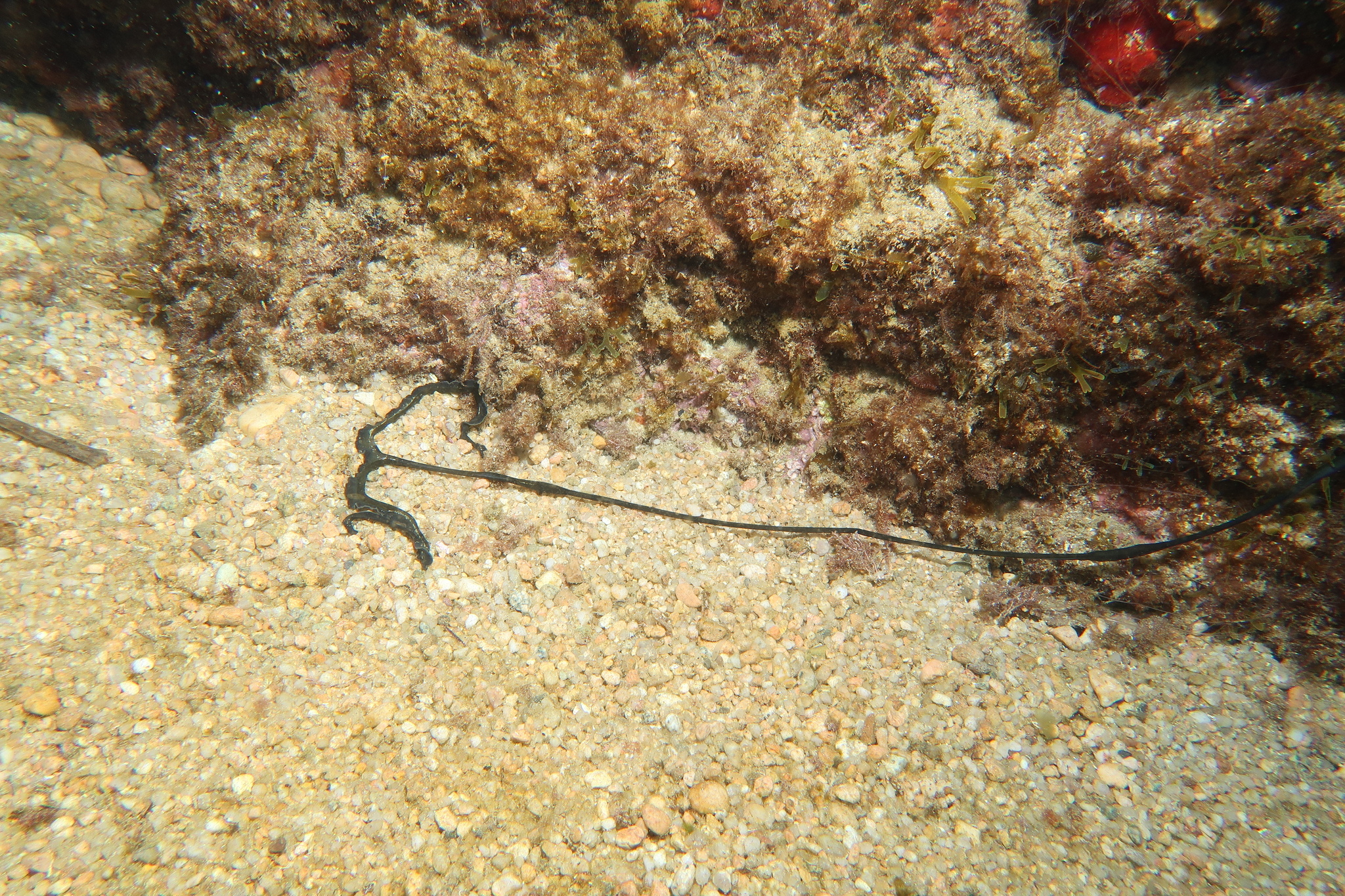 Bonellia viridis Rolando, 1822