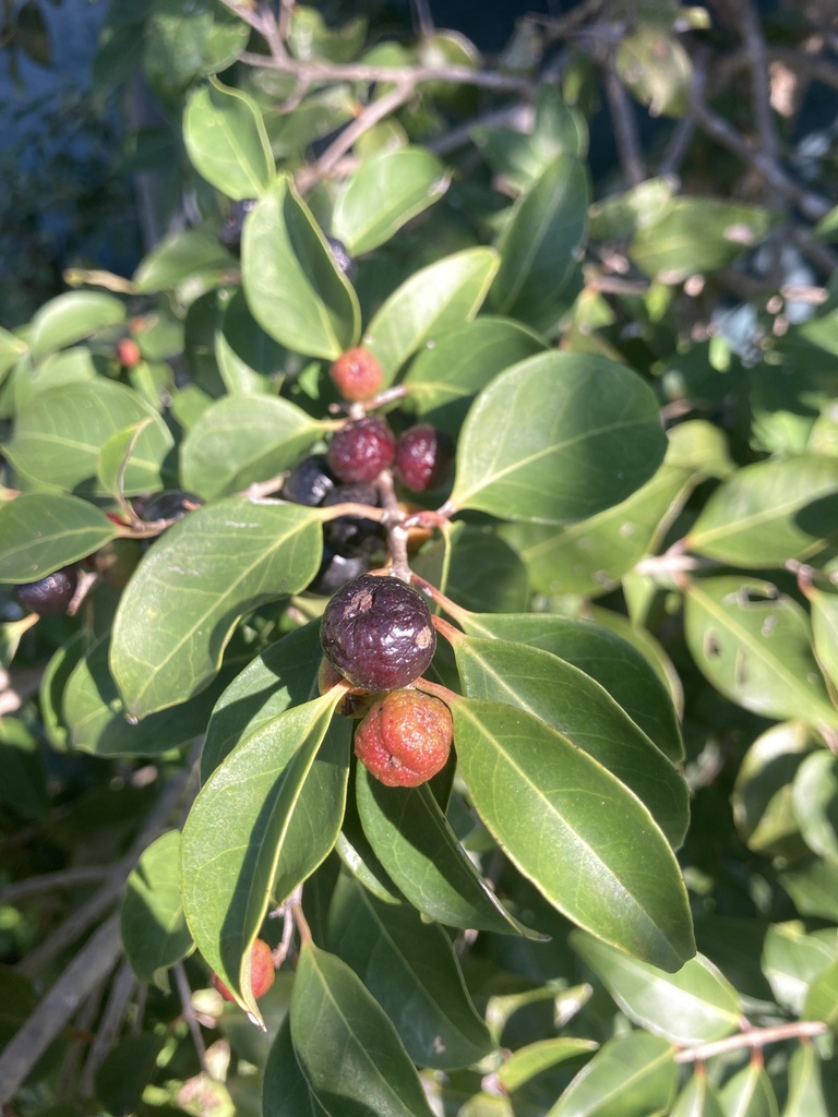 Foto de Cereja-do-mato