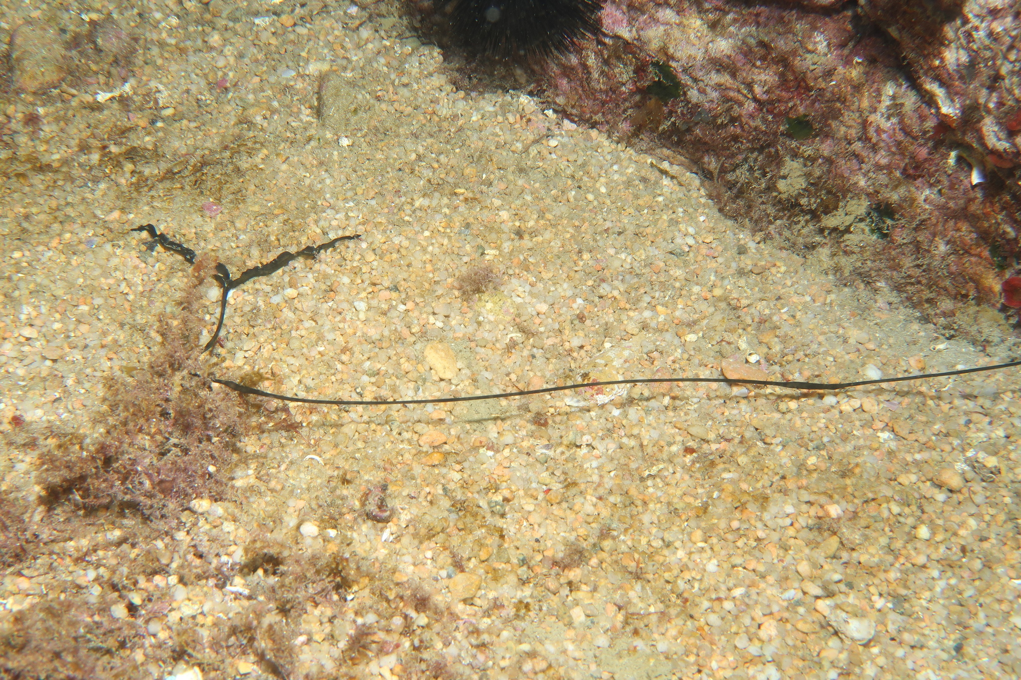 Bonellia viridis Rolando, 1822