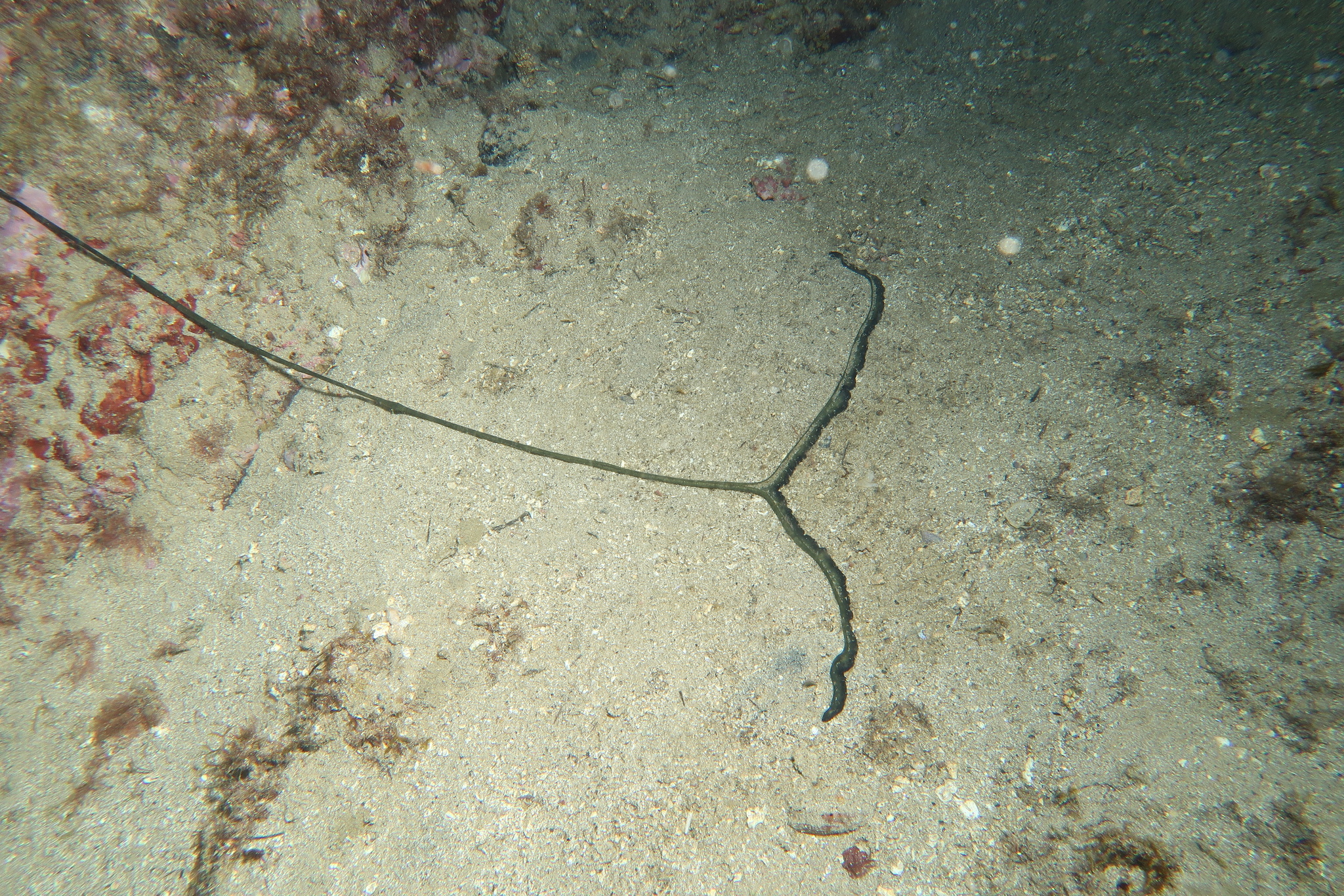 Bonellia viridis Rolando, 1822